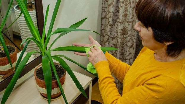 Juka kao sobna biljka: Zalijevanje, presađivanje i obrezivanje – sve na jednom mjestu!