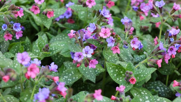 Plućnjak je cvijet koji stvara guste, dekorativne busene - 3