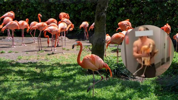 Stanište s plamencima i muškarac koji je jednog ukrao