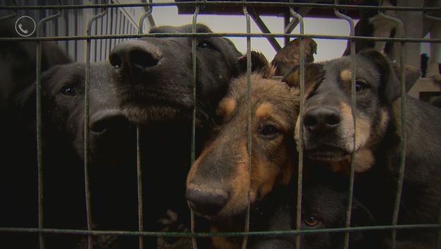 Divlja skloništa za životinje