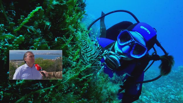 Opasna vrsta u Jadranu