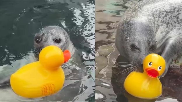 Tuljan Reggae u akvariju kako se igra s patkicom