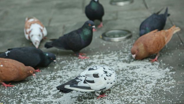 Golubovi na ulici