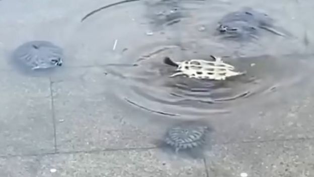 Kornjača na leđima