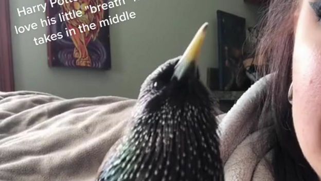 Ptica koja izvodi temu iz filma o Harryju Potteru