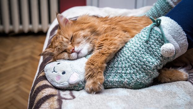 Mačka spava pod nogama