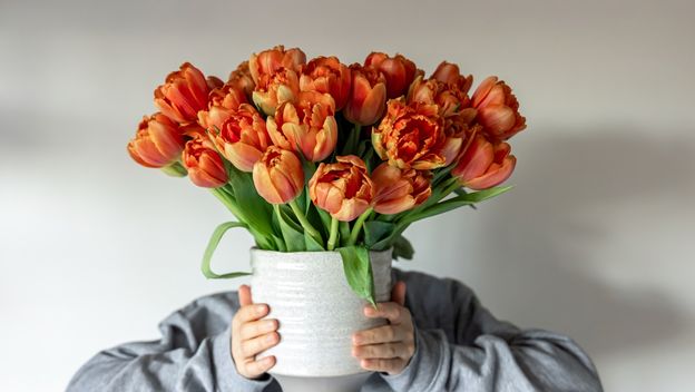 Tulipani