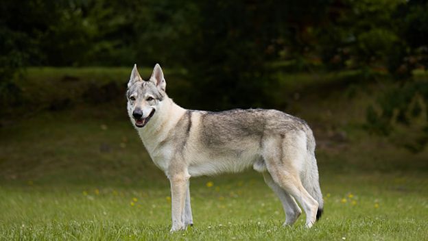 Čehoslovački vučjak, ilustracija