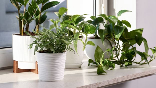 Pazite gdje držite biljke