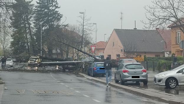 U Podsusedu se srušilo stablo
