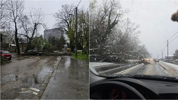 Drveće na prometnicama