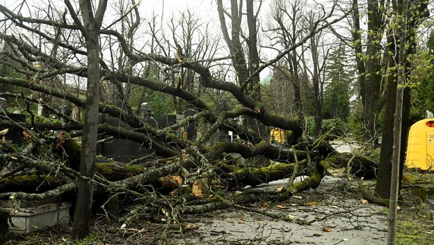 Vjetar srušio stabla na Mirogoju