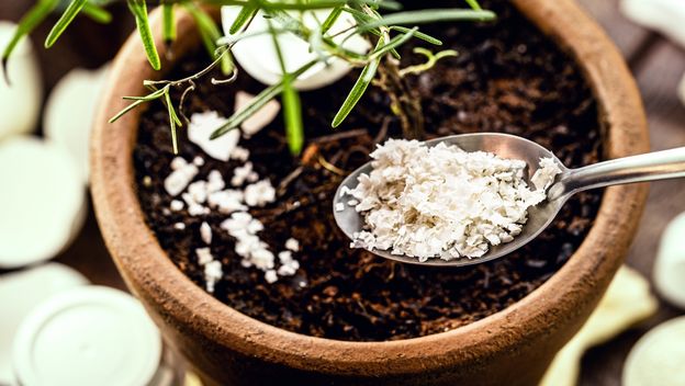 Ljuske jaja nisu spas za sve biljke