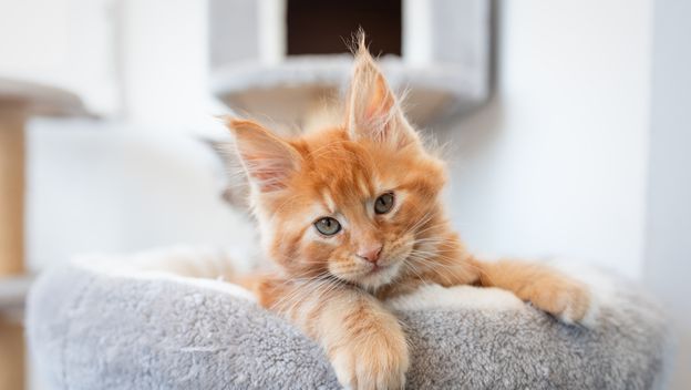 Mačić pasmine Maine coon