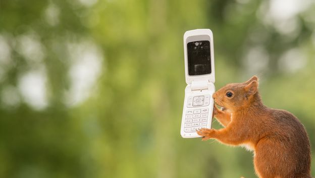 Vjeverica (Foto: Thinkstock)