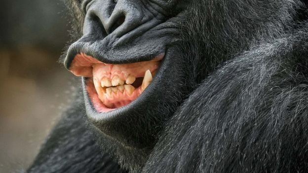 Ovaj gorila stvarno voli kameru, a i ona njega (Foto: Lucie Stepnickova)