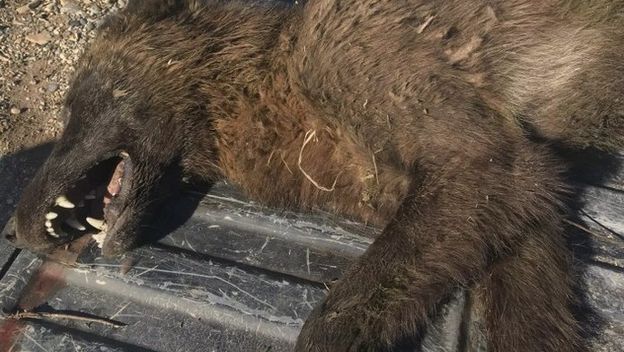 Misteriozna životinja nalik na vukodlaka ubijena u Montani (Foto: Montana fish, wildlife & parks)