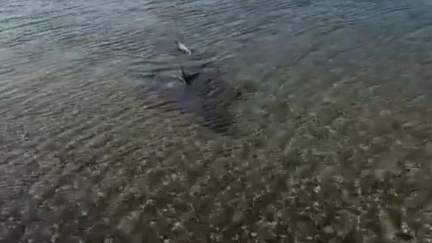 Morski pas u uvali Pomer
