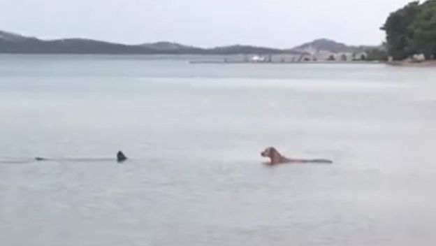 Morski pas i pas u moru