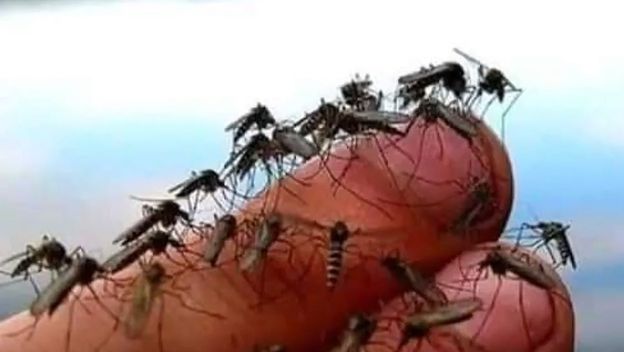 Invazija komaraca u Slavoniji - 1