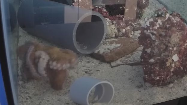 Hobotnica proživljava noćnu moru u snu?