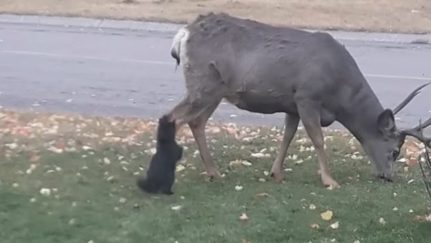 Mačka i jelen