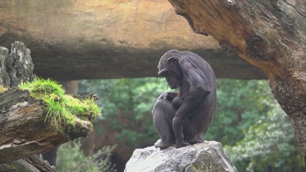 Majka čimpanza mjesecima se ne odvaja od mrtvog mladunca - 4