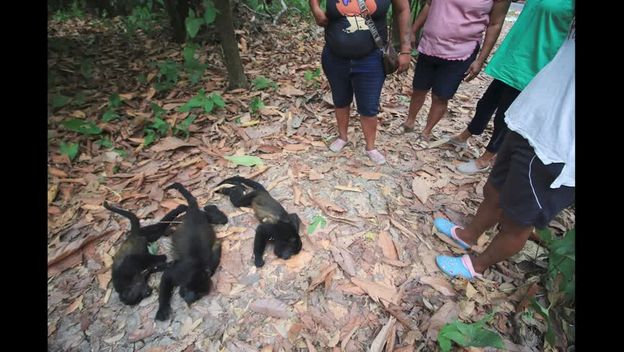 Majmuni umiru od vrućine u Meksiku