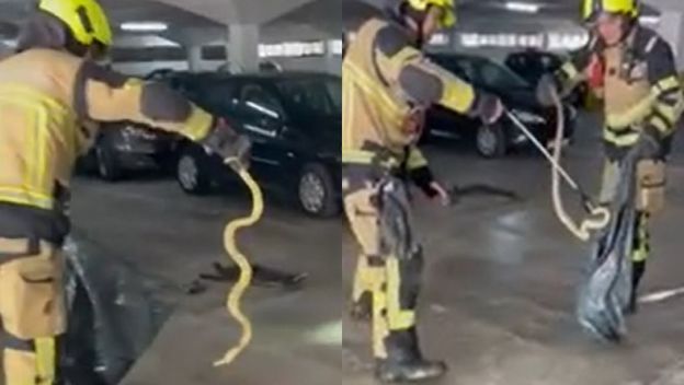 Splitski vatrogasci iz automobila su izvukli zmiju kravosasa