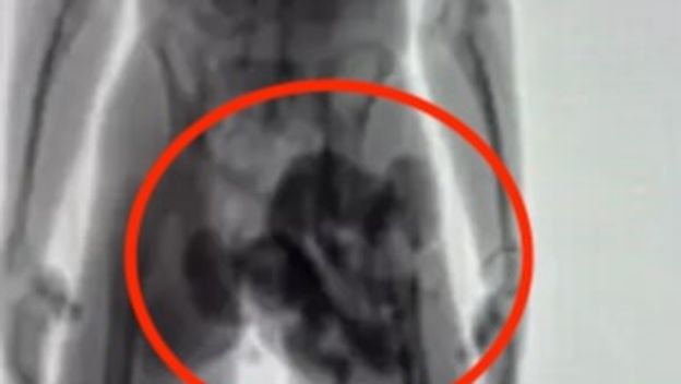 Rendgenski snimak na kojem se vide skriveni majmuni