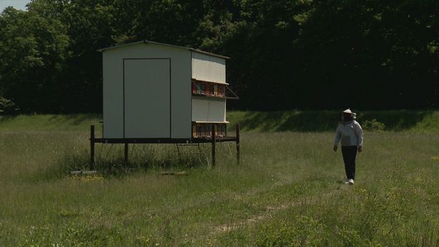 Pesticidi ubijaju pčele