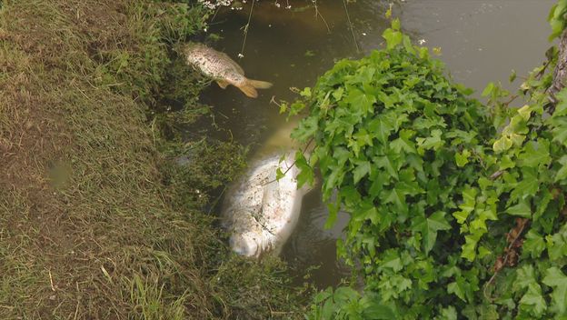 Pomor ribe u jezeru Kerestinec - 4