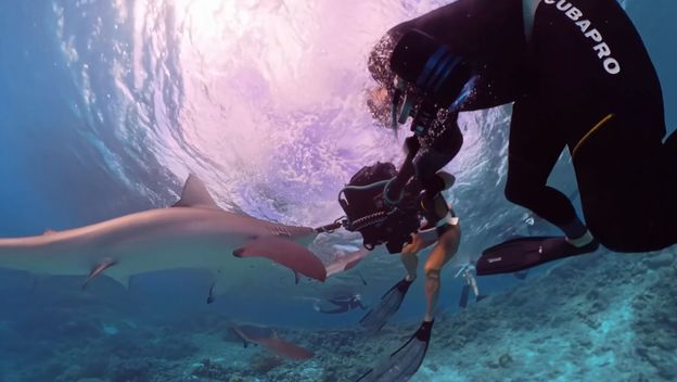 Morski psi i ronioci