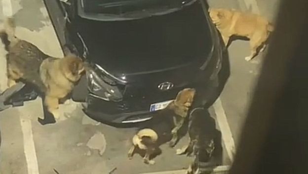 Psi komadaju auto