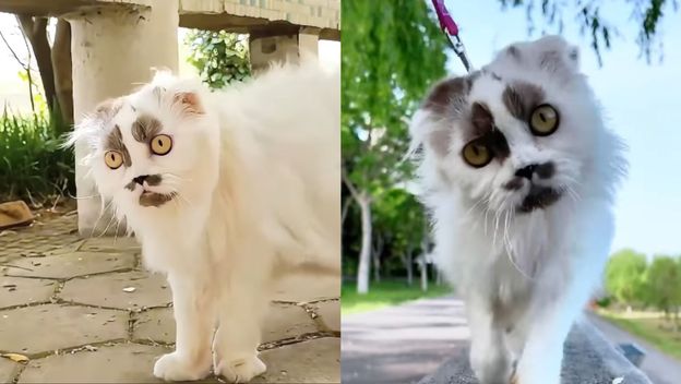 Mačka zanimljivog izgleda koja ima slavnog dvojnika