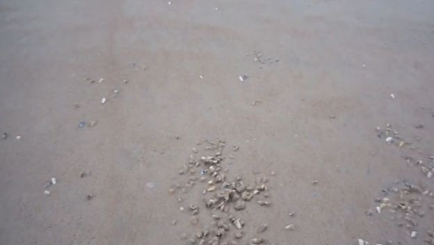 Školjke na plaži