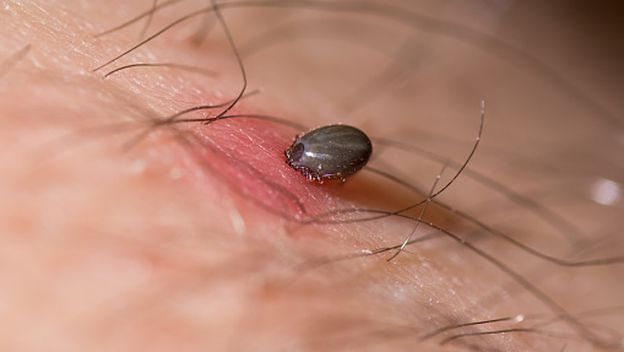 Krpelj, ilustracija - 9