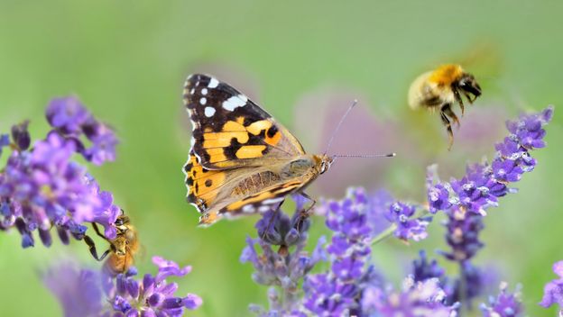 Bioraznolikost, ilustracija