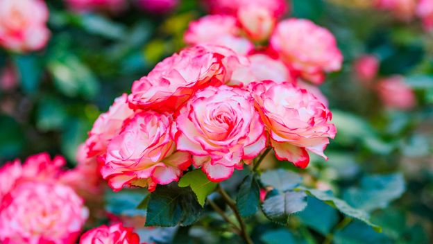 Ruže će biti prekrasne uz jedan sastojak iz kuhinje