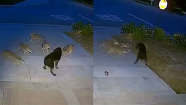 Pas u borbi s čoporom kojota