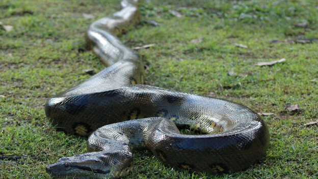 Anaconda, arhiva