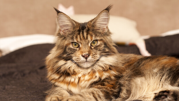 Maine coon