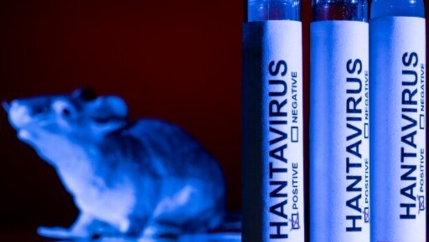 Hantavirus, ilustracija