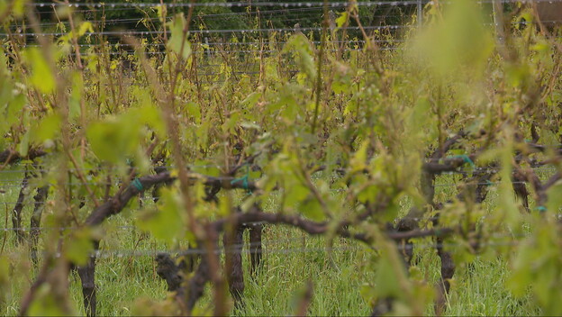 Vinograd - 2