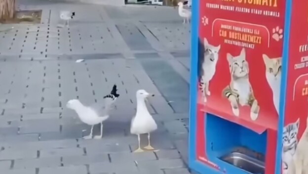 Galeb koji mjauče pored javne hranilice