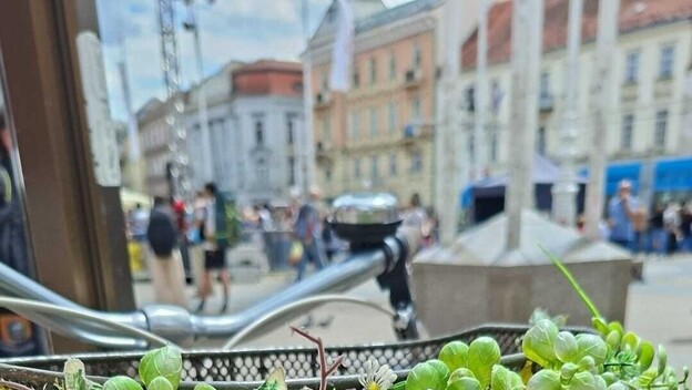Pčele se roje na biciklu na Trgu bana Jelačića - 1