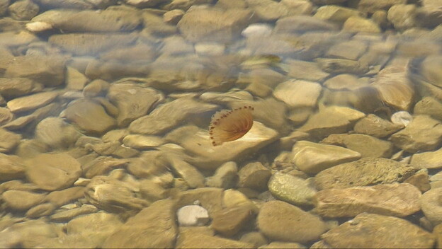 Kompas meduze zapažene u Istri