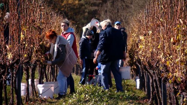 Vinogradarstvo (Foto: Dnevnik.hr) - 4