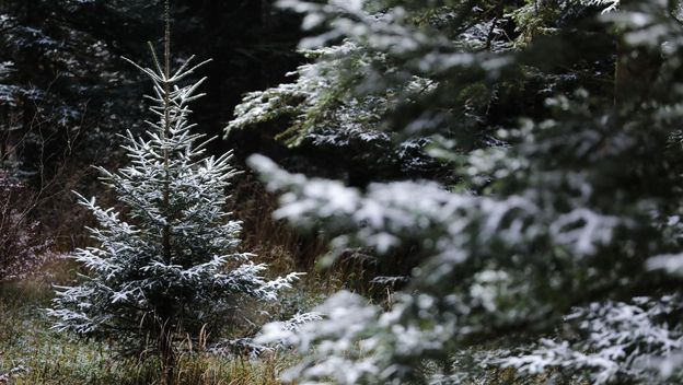 Prvi snijeg na Sljemenu - 9