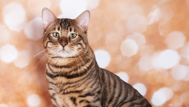 Toyger